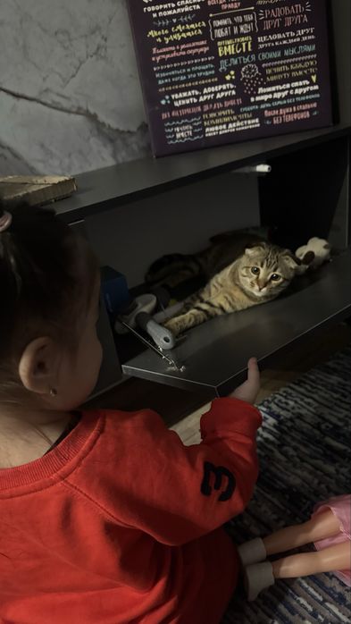 Пропал кот не пройдите  мимо