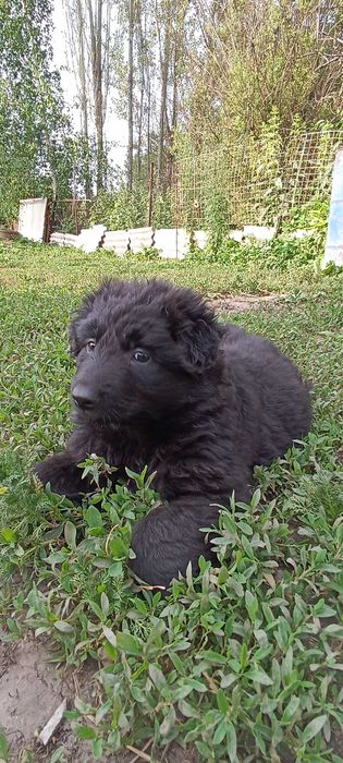 Щенки немецкой овчарки