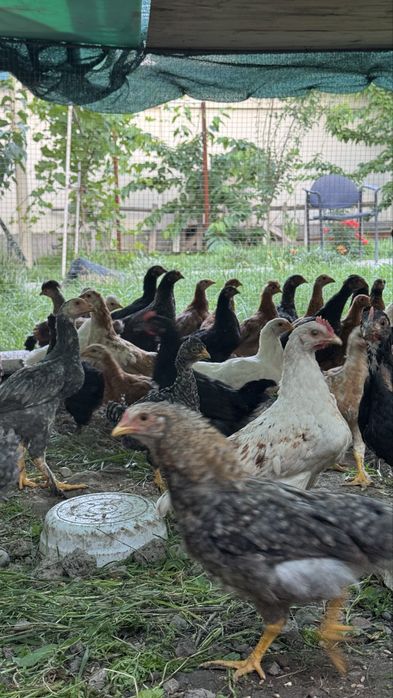 Продаются домашние куры