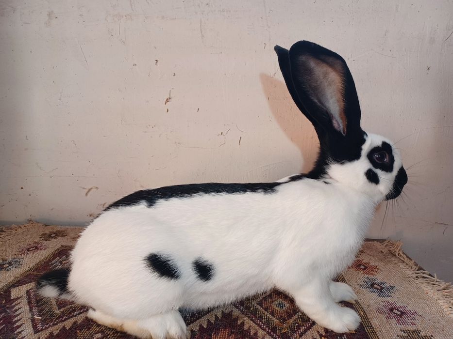 Uriaș pestriț, uriaș galben, berbec