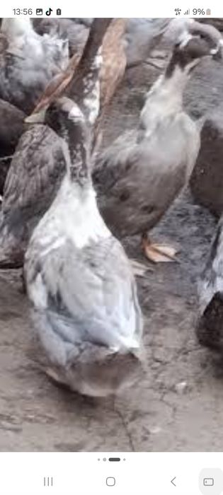 Vând rațe mute și ronanesti