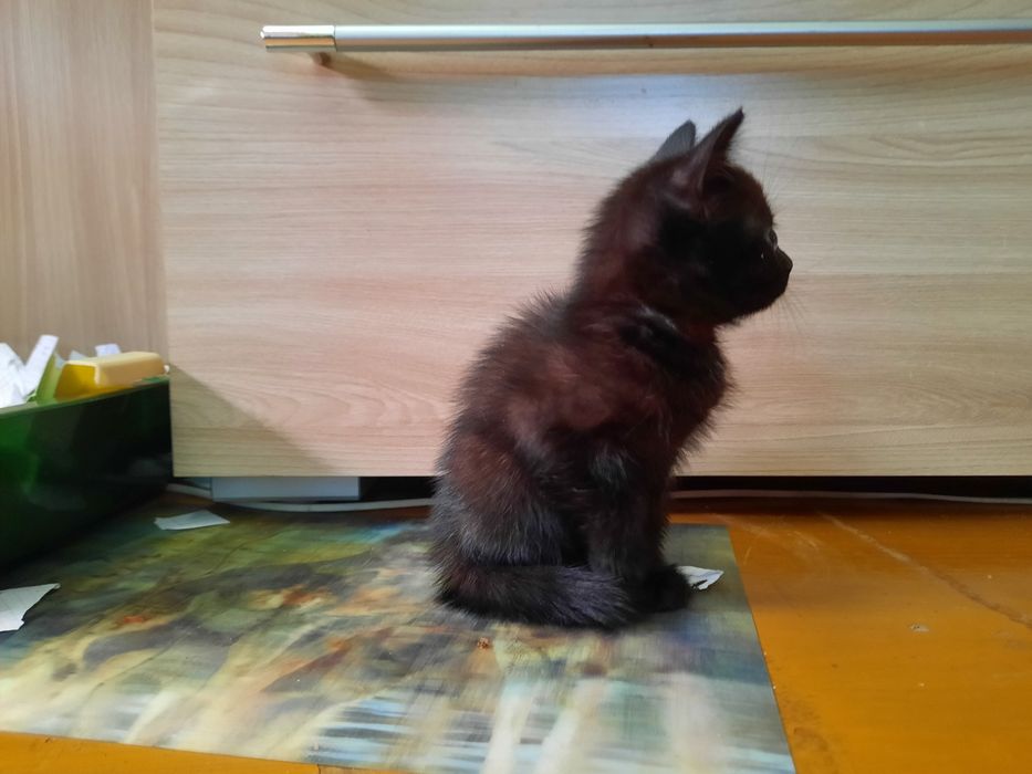 Отдам котенка девочка