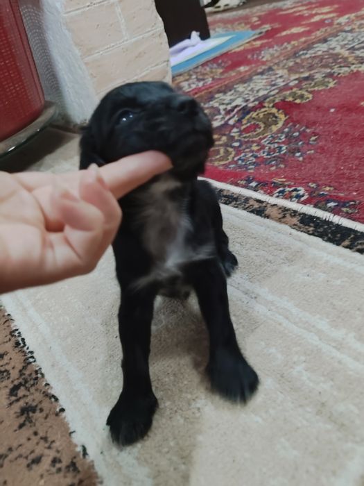 Продам друга для семьи