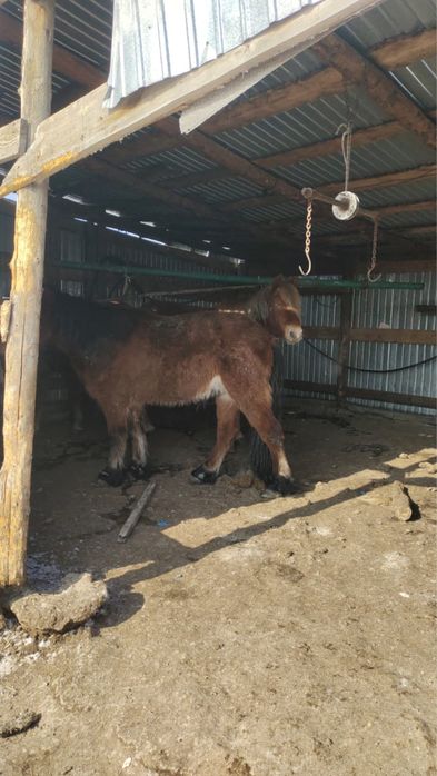 Айгырлар сатылады 5 жасар