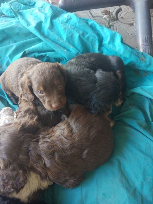 Продам щенков спаниель