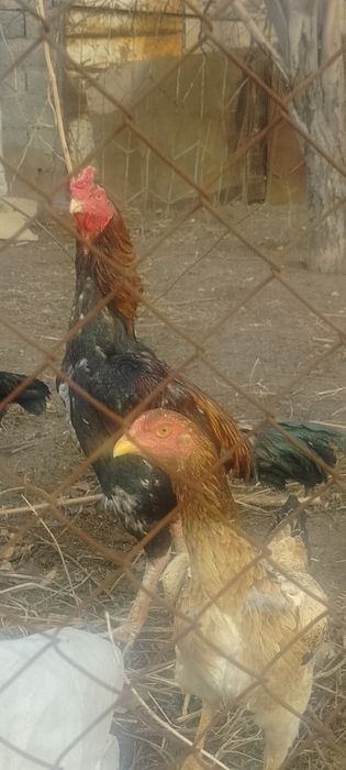 Продаётся дакан бойцовый туляк