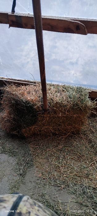 Люцерна четвертый кос