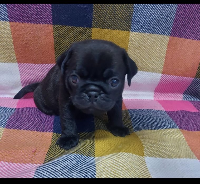 Очаровательные щенки мопса.