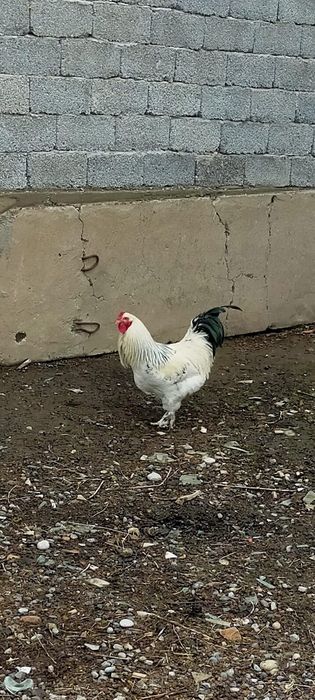 Продается петух 1 шт