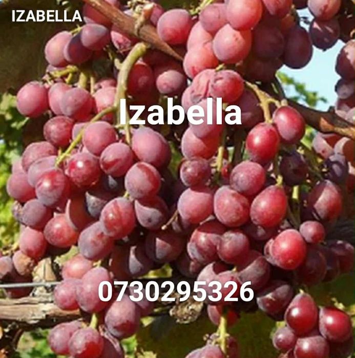 Super oferta Butași viță de vie Altoita și Hibrida anul 3 de vegetație