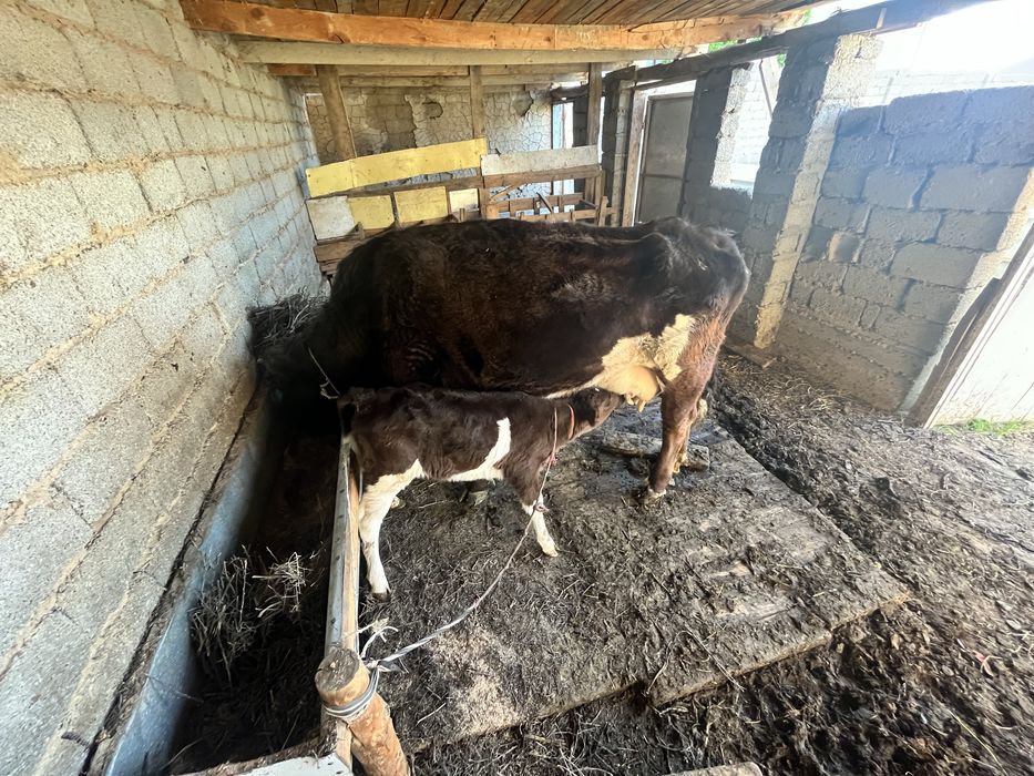 Бұзаулы сүтті сиыр