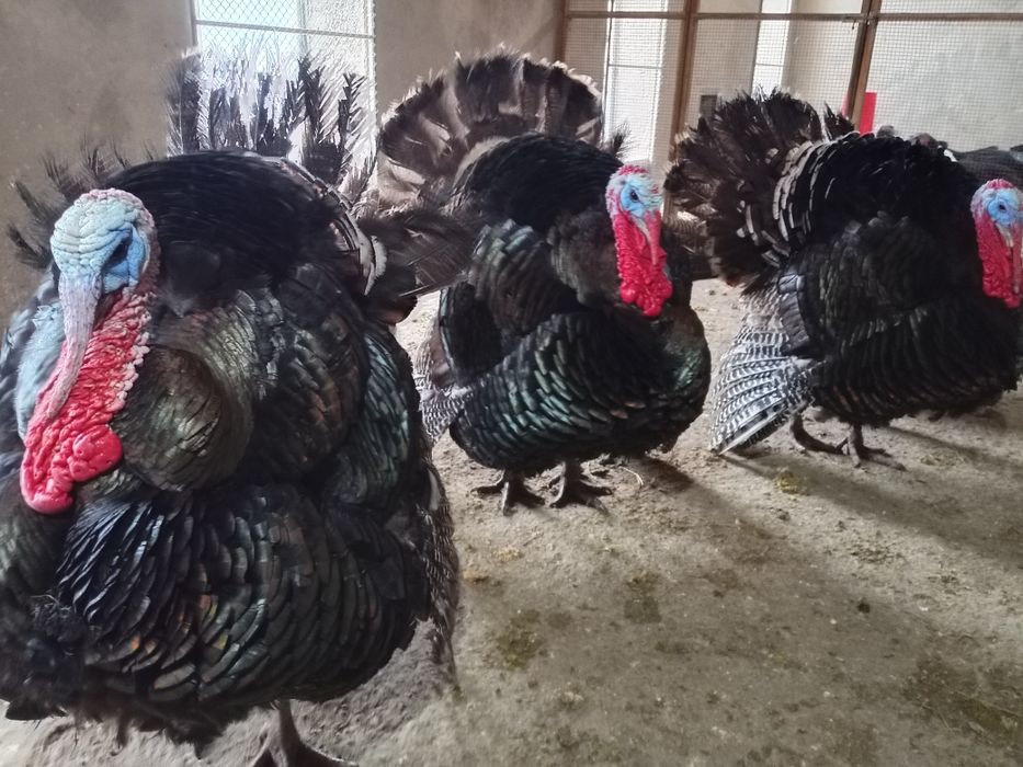 Индюки -Күрке тауық.
