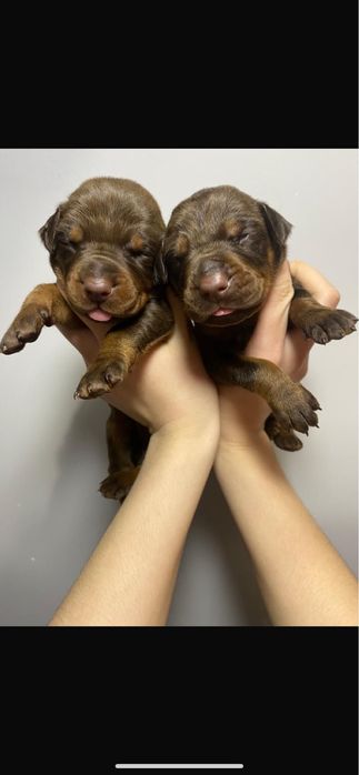 Шикарные дети добермана