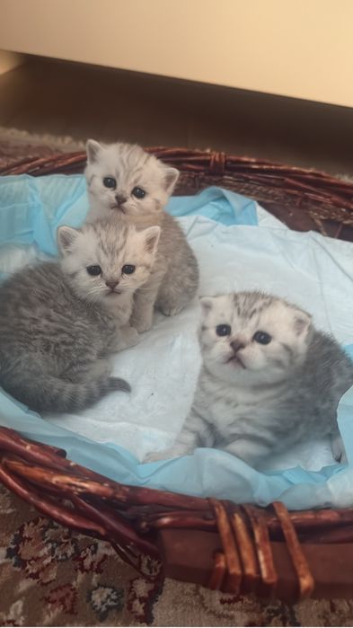 котята родились 5 апреля