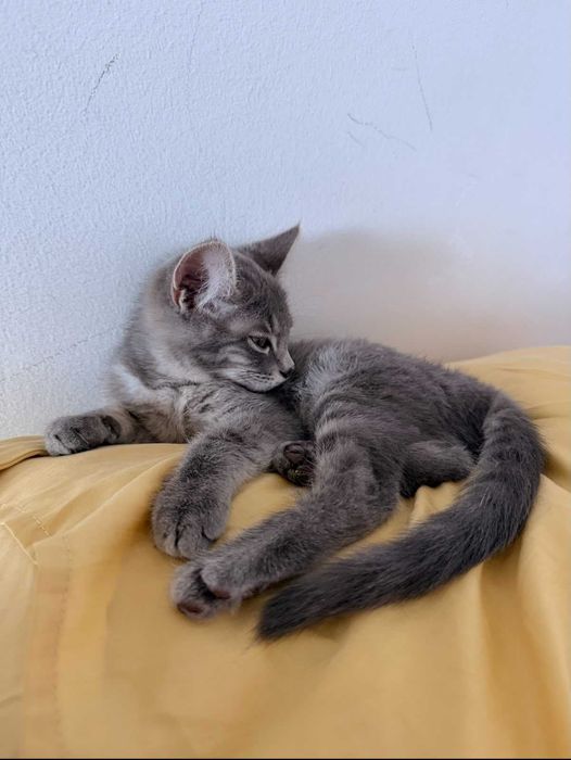 Серенький котёнок