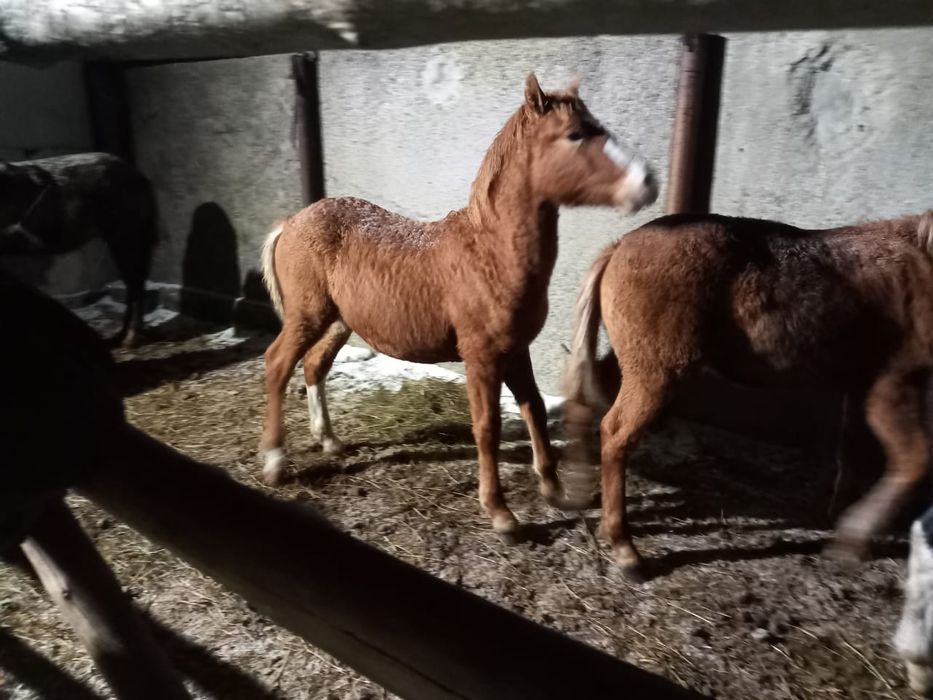 Продам лошадь срочно