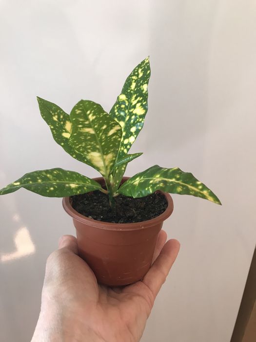 Кодиеум (кротон) Голд Сан