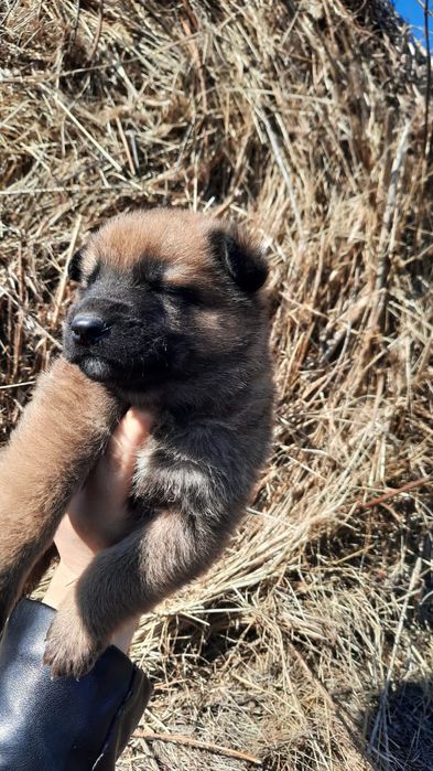 Отдам в хорошие руки щенят