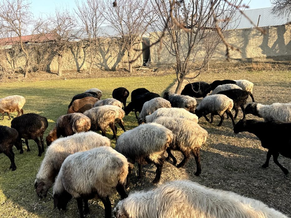 bug'oz quylar sotiladi