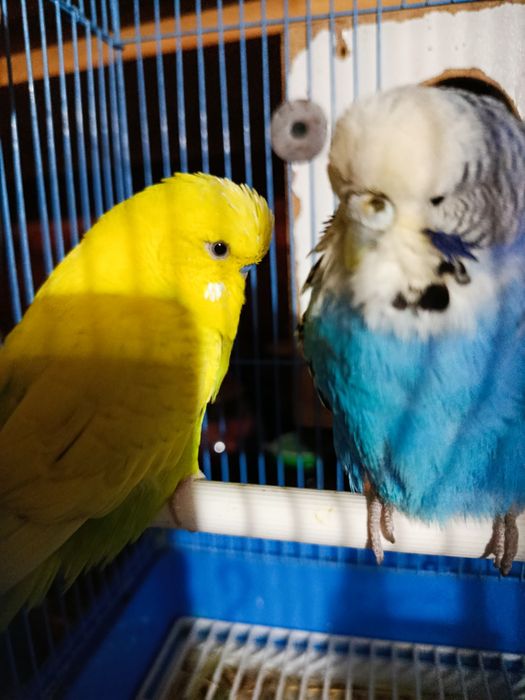 Andurka sotiladi nar va moda 550ming dostafka yuq manzil qashqadaryo