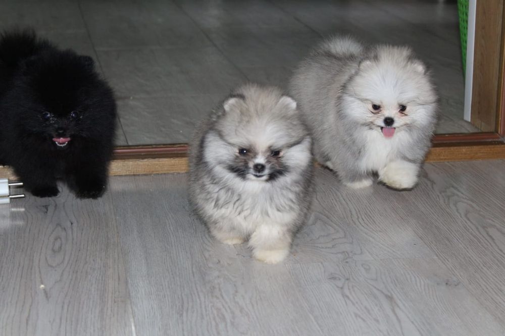 Щенки шпица с документами