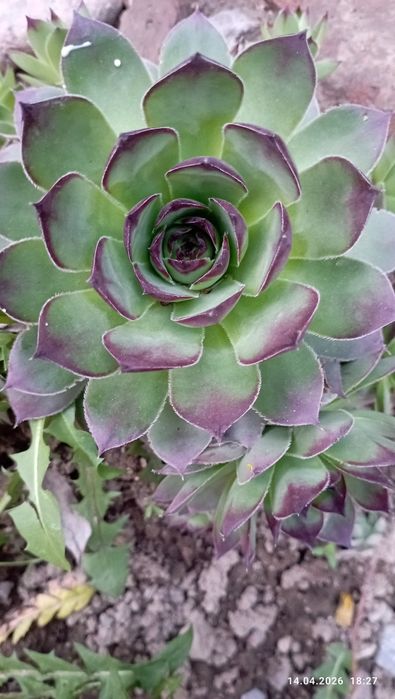 Каменная роза продам