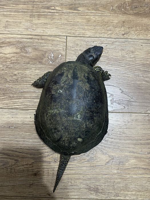 Vand broasca testoasa