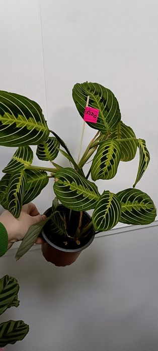 Маранта:5500 тенге