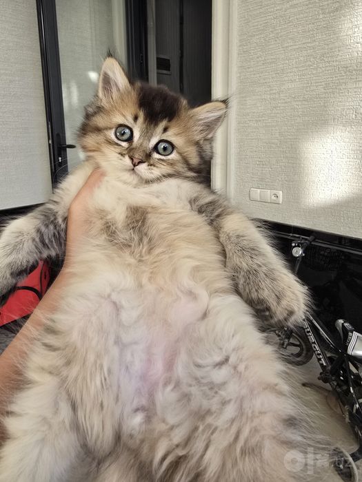 Продаётся котёнка. Британская серебристый шиншилла.