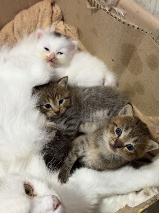 Отдам двух котят в добрые руки