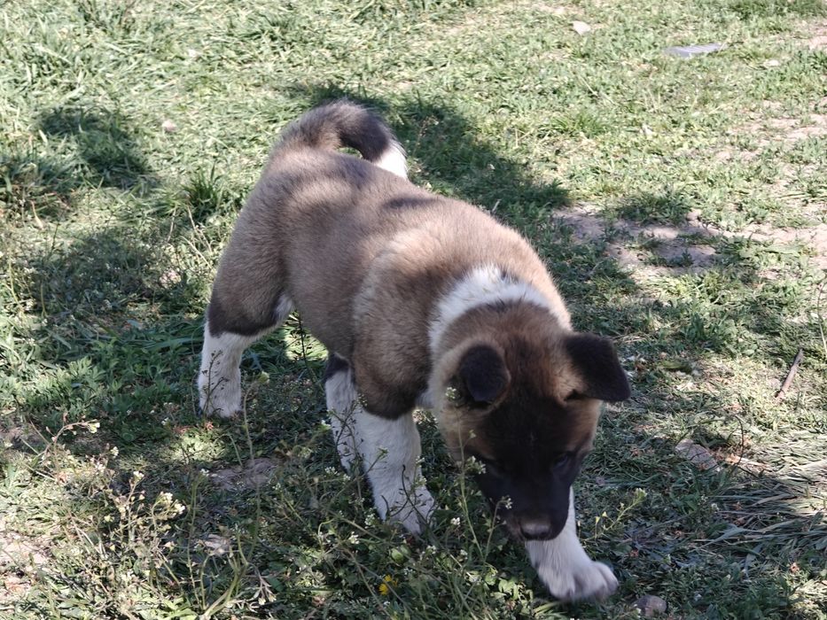 Cățel Akita american
