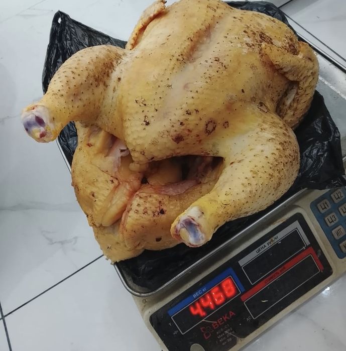 Бройлер балапандар.