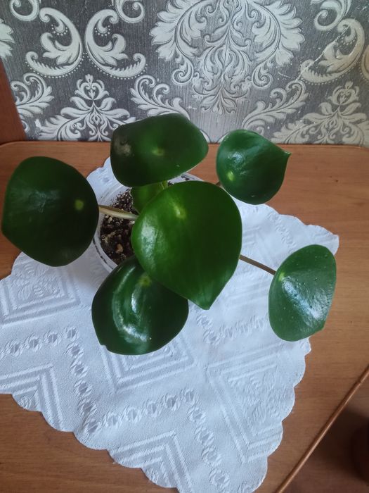 Пеперомия Строманта