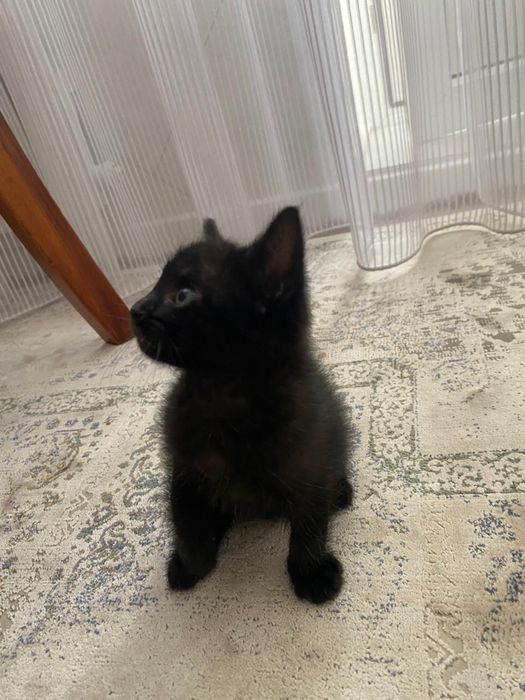 Отдам котенка в добрые руки