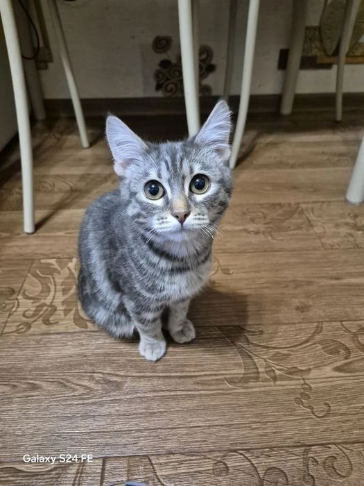 Отдам котенка мальчика