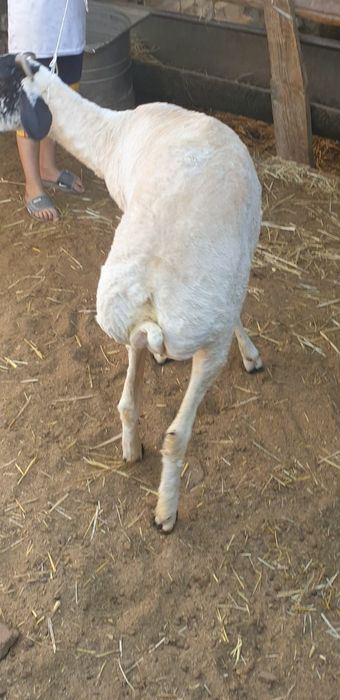 Qo'yning zo'rini qidirayotganlar