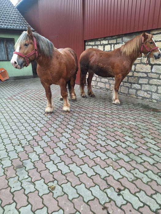 Vand cal (armăsar)și iapa