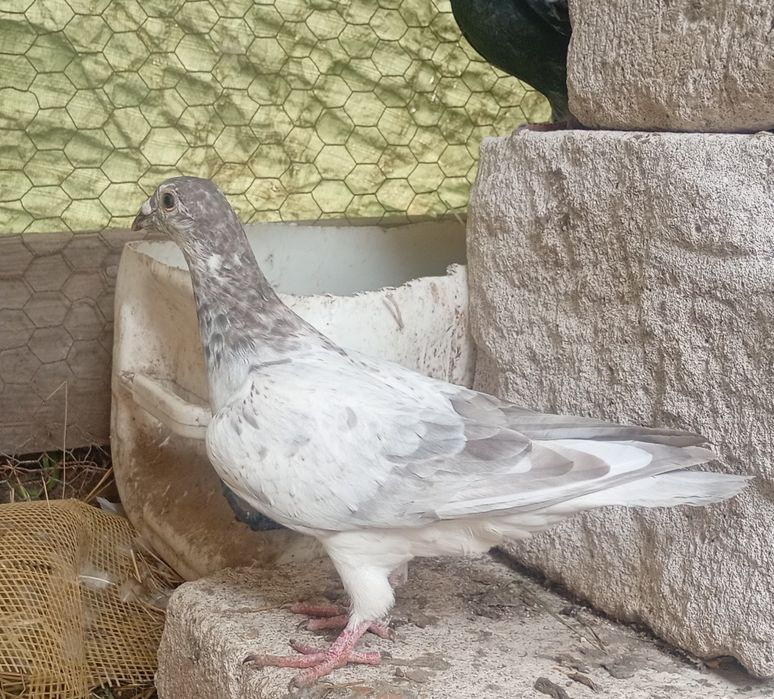 Disponibili porumbei( schimb pe alta culoare)