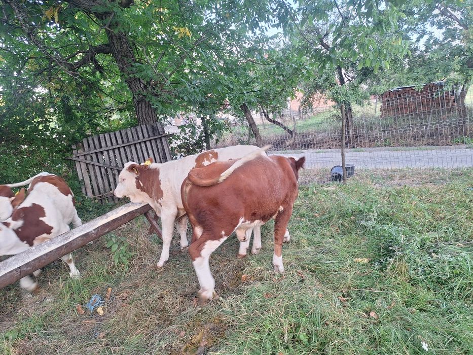 Tauri baltati romanesti