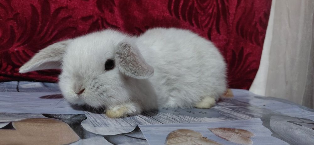 Vand pui berbec pitic holland lop