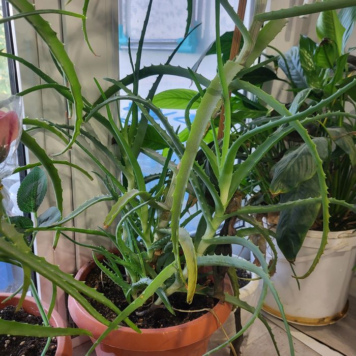 Продам многолетний АЛОЭ