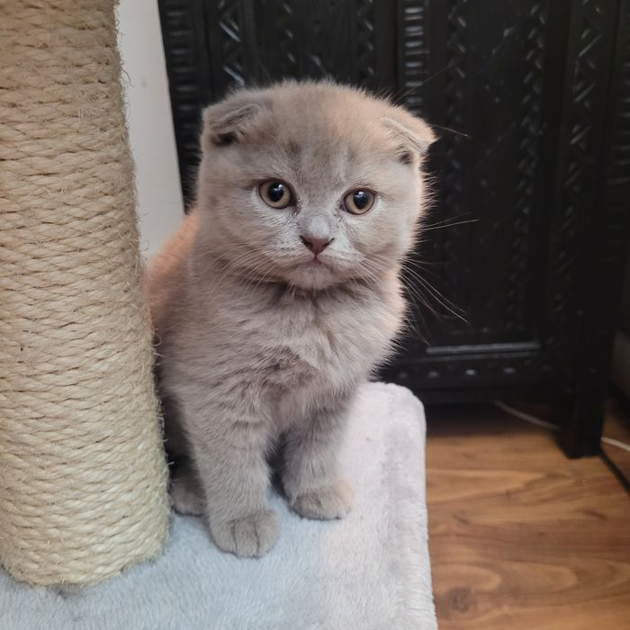 Pisicuță british shorthair