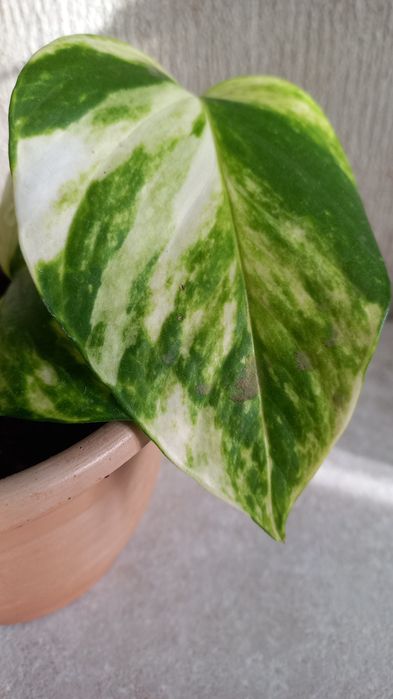 Продам цветок Эпипремнум