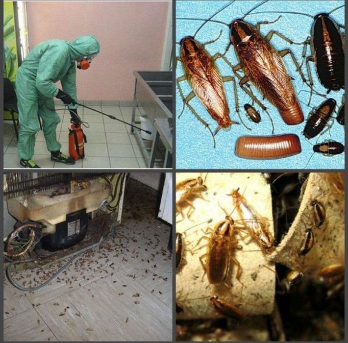 Полное уничтожение ТАРАКАНОВ, КЛОПОВ, блох и пр. Дезинфекция