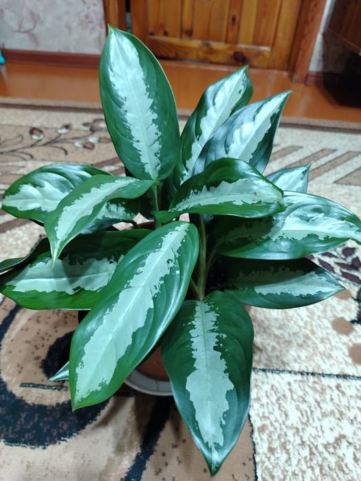 Продам комнатный цветок