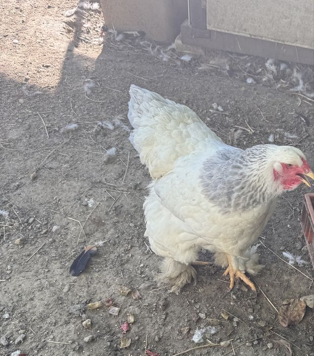 Vand cocoși brahma Herminat