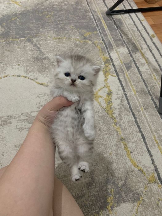 Продается котёнок