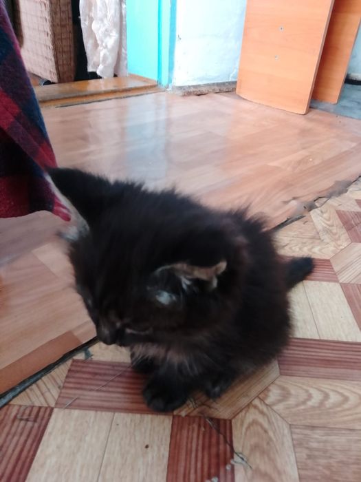Отдам красивых котят