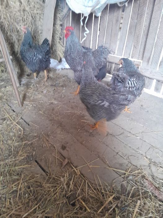 Familie de găini playmont rokh barat și rațe cu  moț