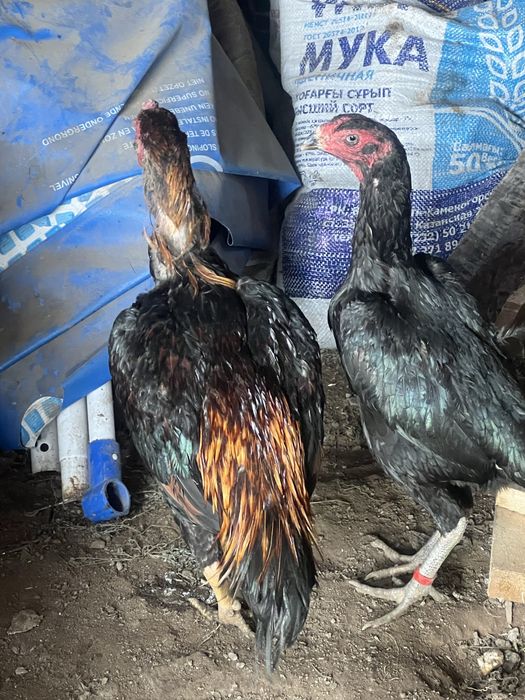 Продам петуха и курицу